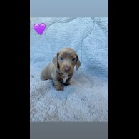 Dachshund (Miniature Smooth Haired)