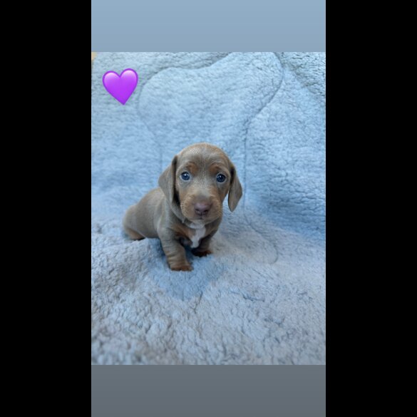 Dachshund (Miniature Smooth Haired)