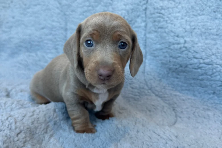 Dachshund (Miniature Smooth Haired)