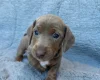 Dachshund (Miniature Smooth Haired)