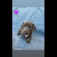 Dachshund (Miniature Smooth Haired)