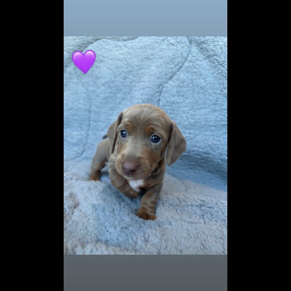 Dachshund (Miniature Smooth Haired)