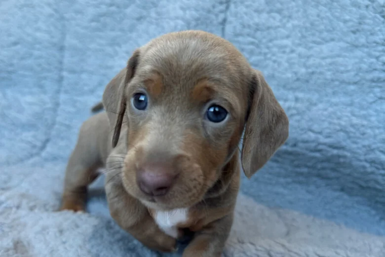 Dachshund (Miniature Smooth Haired)