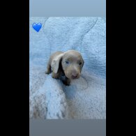 Dachshund (Miniature Smooth Haired)