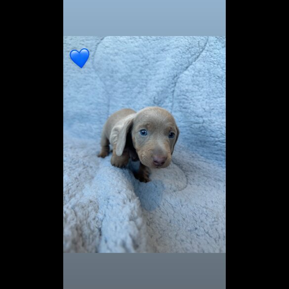 Dachshund (Miniature Smooth Haired)