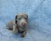 Dachshund (Miniature Smooth Haired)