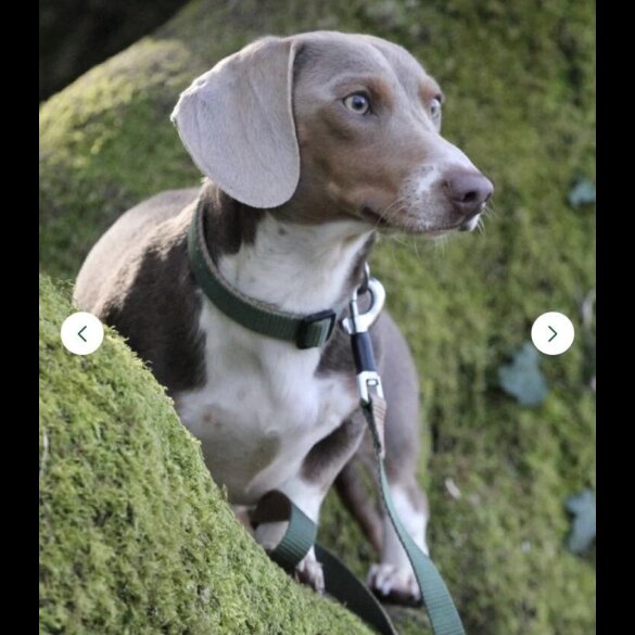 Dachshund (Miniature Smooth Haired)