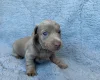 Dachshund (Miniature Smooth Haired)