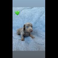 Dachshund (Miniature Smooth Haired)