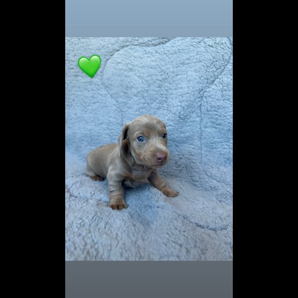 Dachshund (Miniature Smooth Haired)