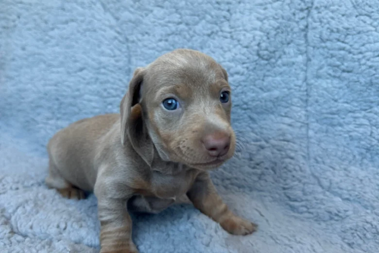 Dachshund (Miniature Smooth Haired)