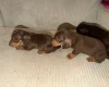 Dachshund (Smooth Haired)