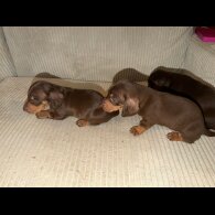 Dachshund (Smooth Haired)