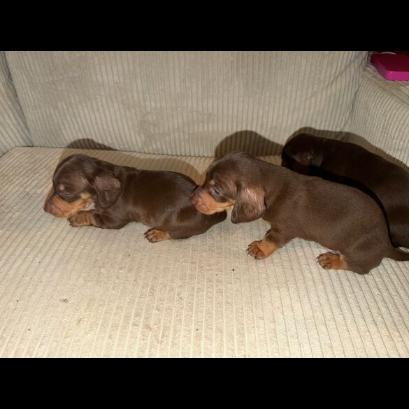 Dachshund (Smooth Haired)