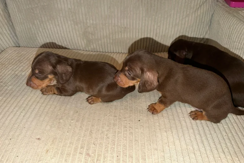 Dachshund (Smooth Haired)