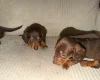 Dachshund (Smooth Haired)