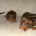 Dachshund (Smooth Haired)