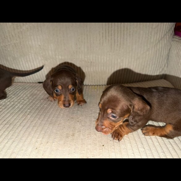 Dachshund (Smooth Haired)