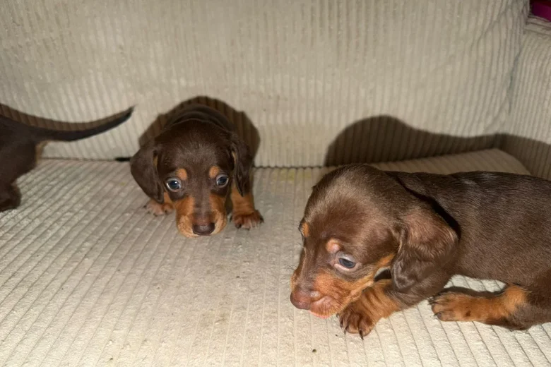 Dachshund (Smooth Haired)