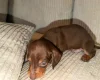 Dachshund (Smooth Haired)