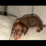 Dachshund (Smooth Haired)