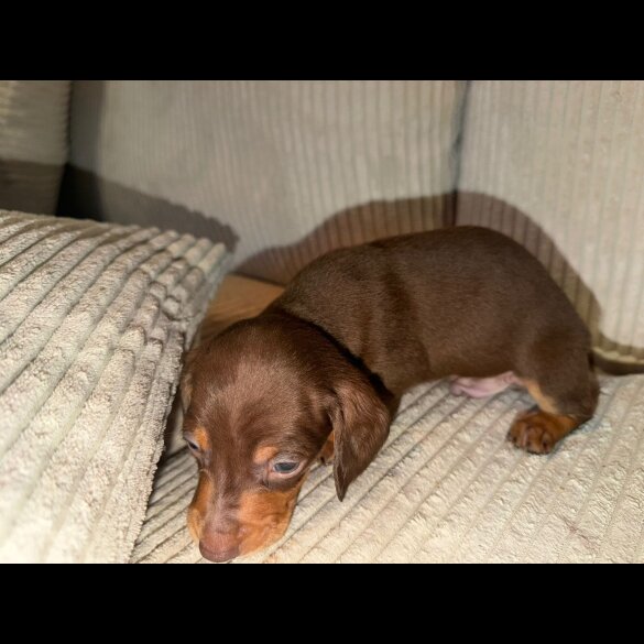 Dachshund (Smooth Haired)