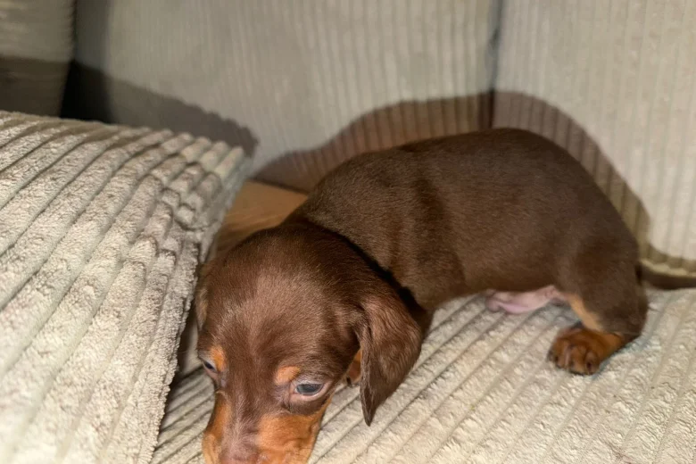 Dachshund (Smooth Haired)