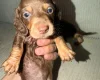 Dachshund (Smooth Haired)