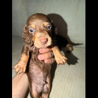 Dachshund (Smooth Haired)