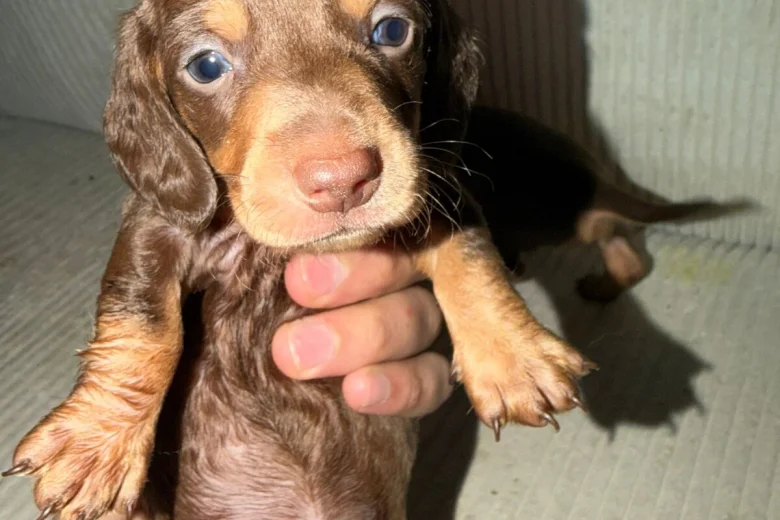 Dachshund (Smooth Haired)