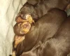 Dachshund (Smooth Haired)