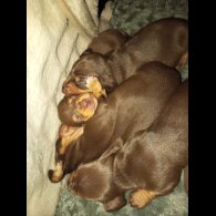 Dachshund (Smooth Haired)