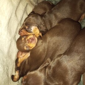 Dachshund (Smooth Haired)