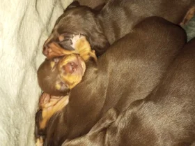 Dachshund (Smooth Haired)