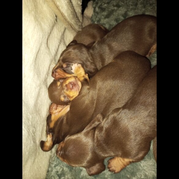 Dachshund (Smooth Haired)