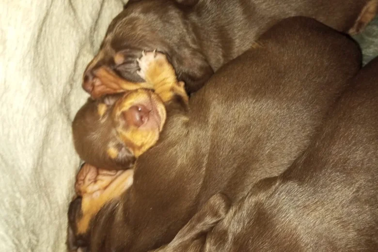 Dachshund (Smooth Haired)