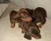 Dachshund (Smooth Haired)