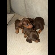 Dachshund (Smooth Haired)