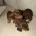 Dachshund (Smooth Haired)