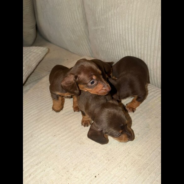 Dachshund (Smooth Haired)