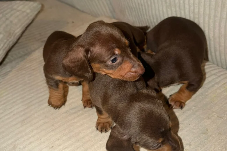 Dachshund (Smooth Haired)