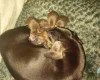 Dachshund (Smooth Haired)