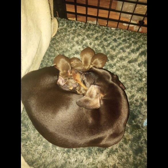 Dachshund (Smooth Haired)