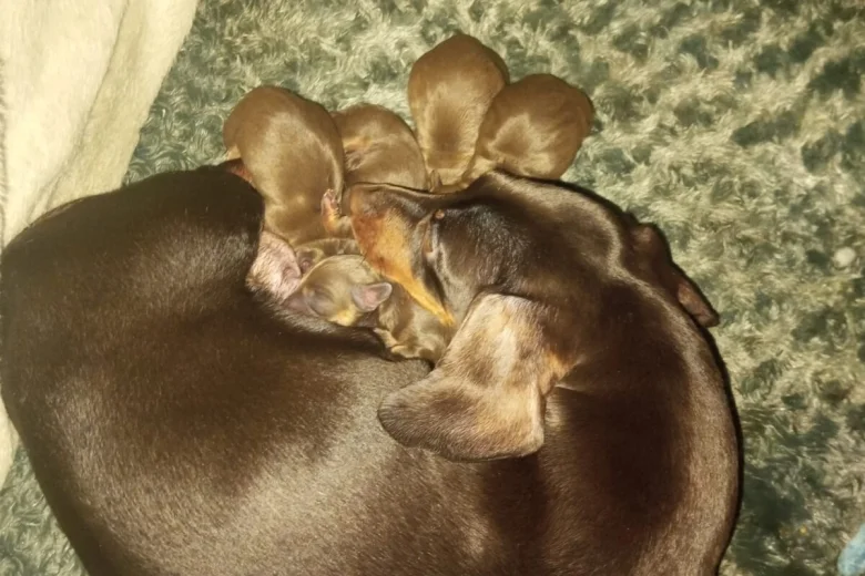 Dachshund (Smooth Haired)