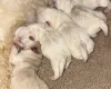 Bichon Frise