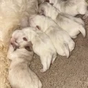 Bichon Frise