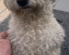 Bichon Frise