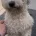 Bichon Frise