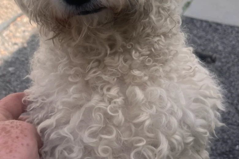 Bichon Frise