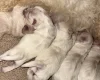Bichon Frise